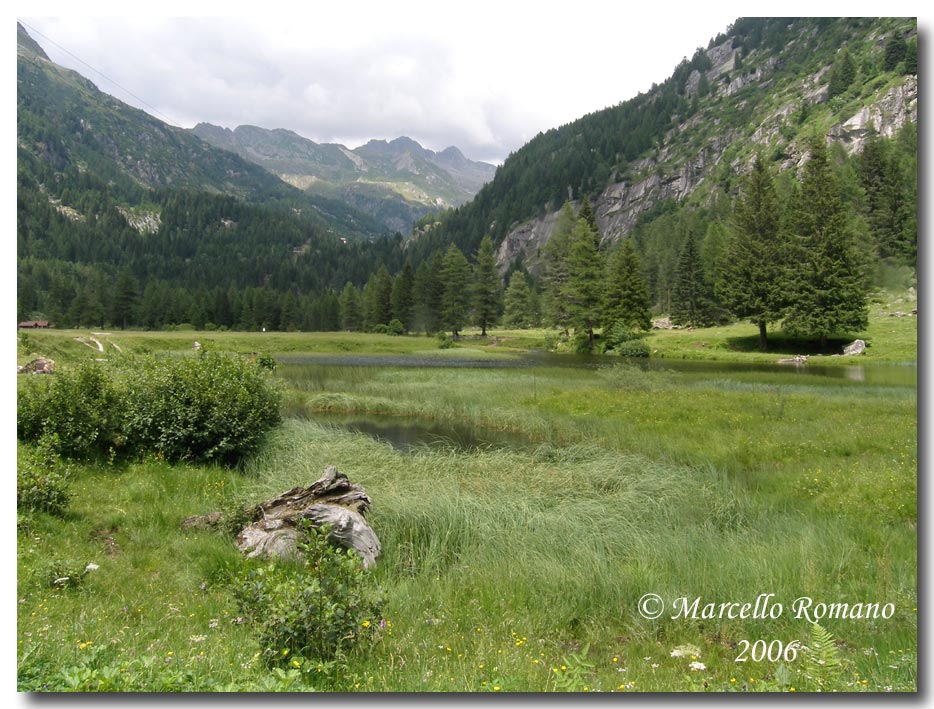 Insetti del Parco Adamello Brenta (TN): immagini e appunti